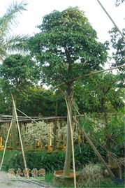 佛山市佑強園林綠化工程 構(gòu)筑綠色生態(tài)城市新篇章