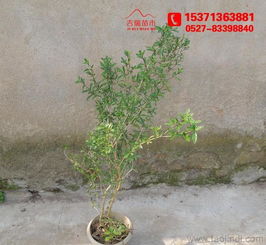 金邊六月雪 60厘米高大苗批發供應，綠化工程優選苗木