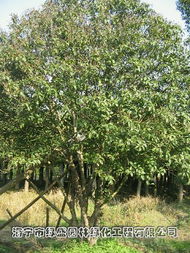 海寧市綠盛園林綠化工程 匠心筑綠，產品與服務的完美融合